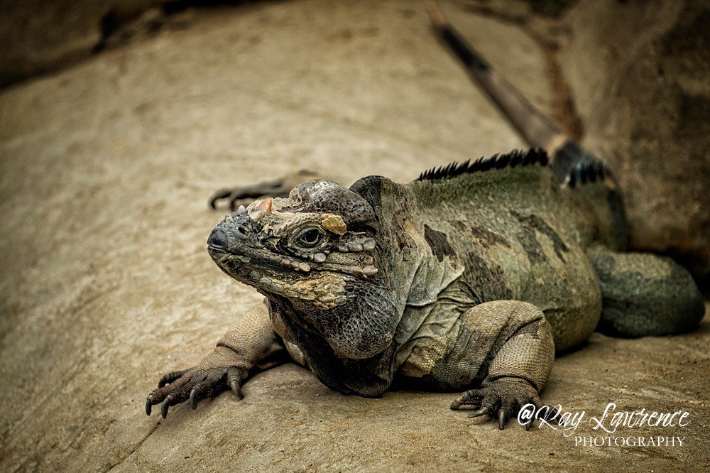 Rhinosceros Iguana-RLP_1485 - Vulnerable and Beyond