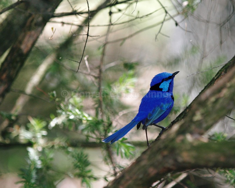 Splendid Fairy-Wren - Other Shores