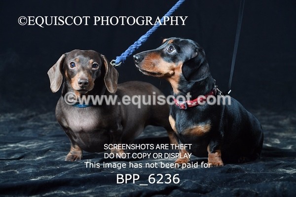 BPP_6236 - LESLEY GRANGER DOGS