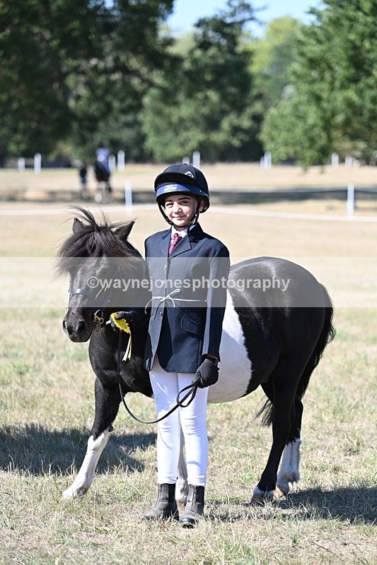 WJ7_1682 - Class 42 Most Handsome Gelding