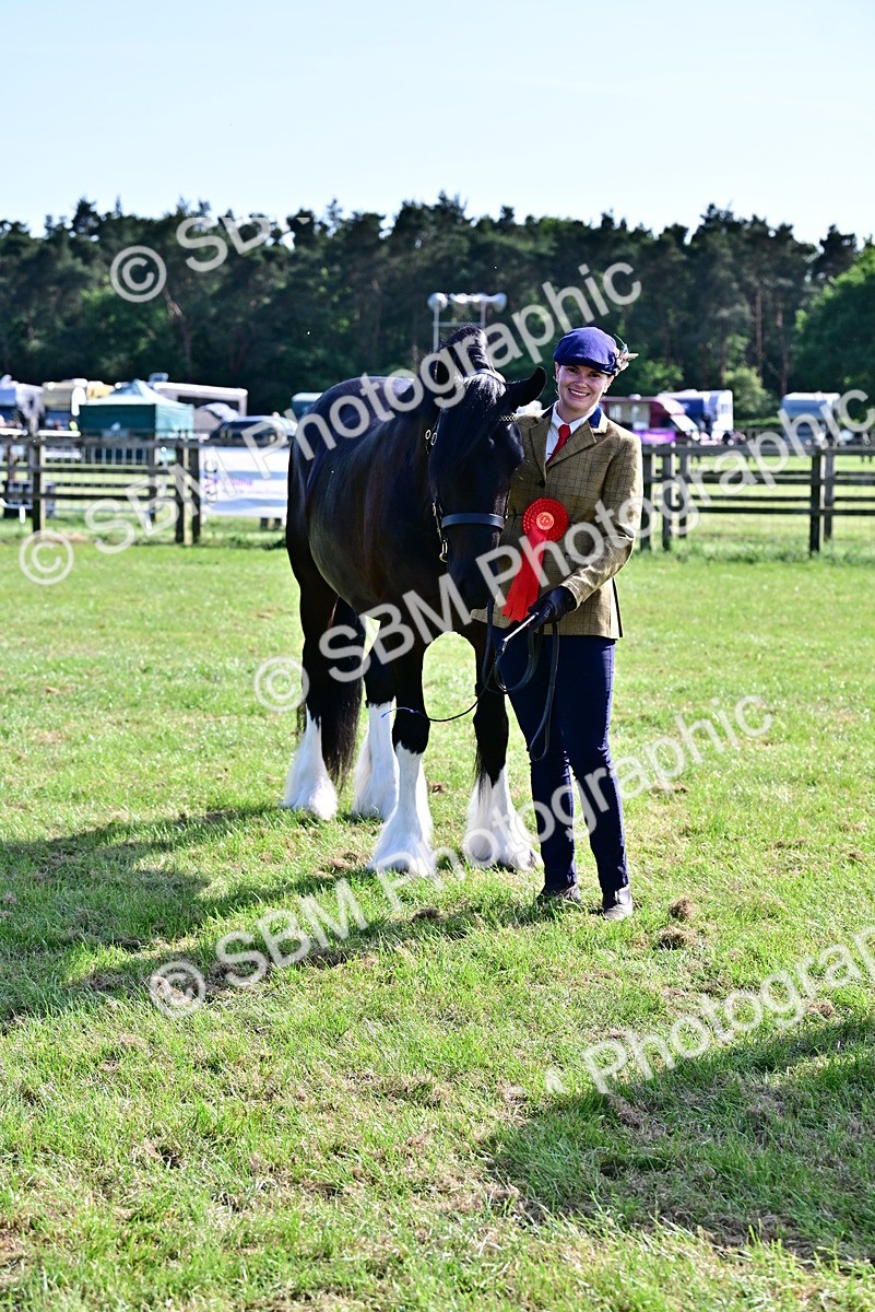 SBM_10049 - Class 63-65 - Traditional Gypsy Cobs In Hand & Ridden