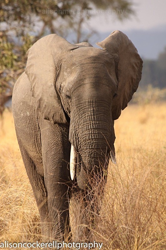  - African Safaris