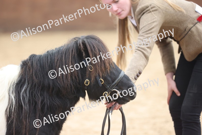 20251109-0280 - Class 12 - Stallions 4 Years and Over