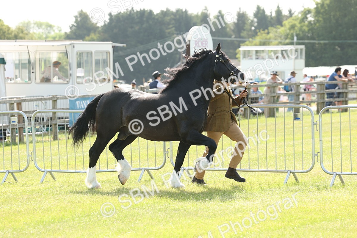 SBM_02095 - Class 6-13 - Mountatin and Moorland In Hand Welsh Breeds