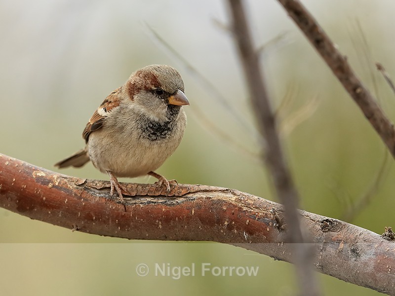 House Sparrow (male), Bosque del Apache, New Mexico - House Sparrow
