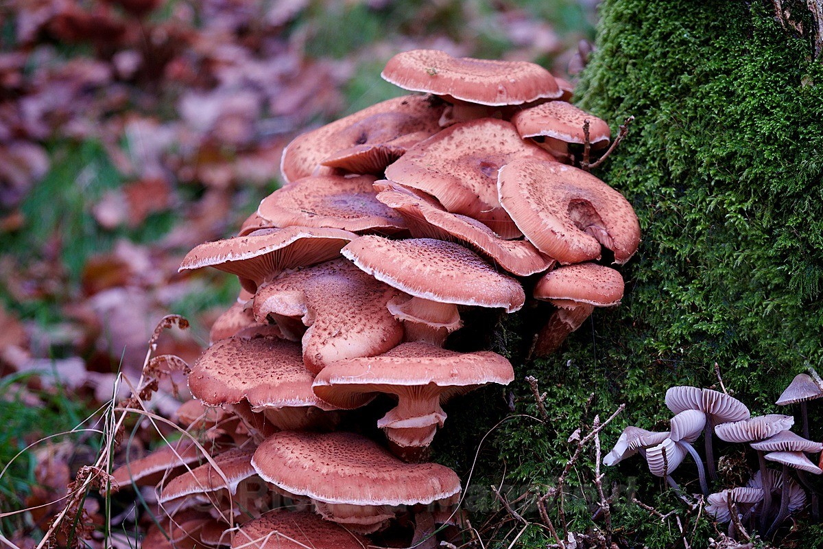  - Funghi