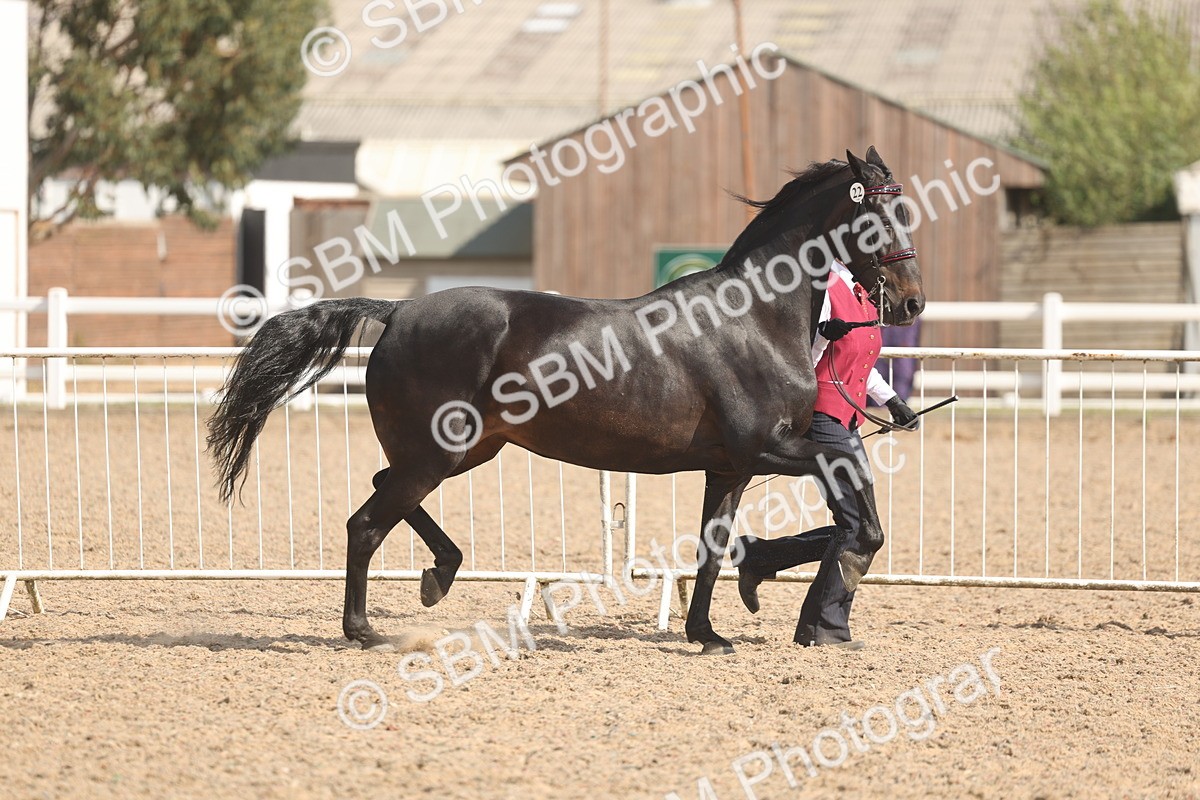 SBM_06857 - Class 25 - IH Foreign Breeds - Purebred
