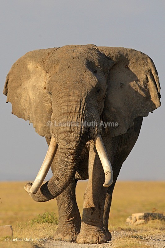 _84Y0340 Amboseli - Elephants