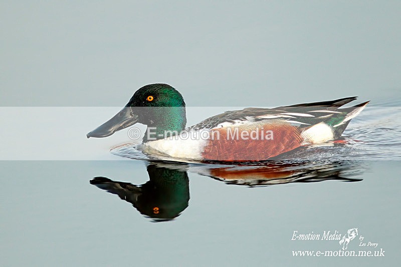 Shoveler m 300412  45 - Nature