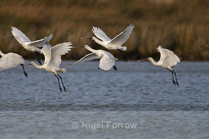 Six Spoonbills taking off from the lagoon - Spoonbill take-off sequence