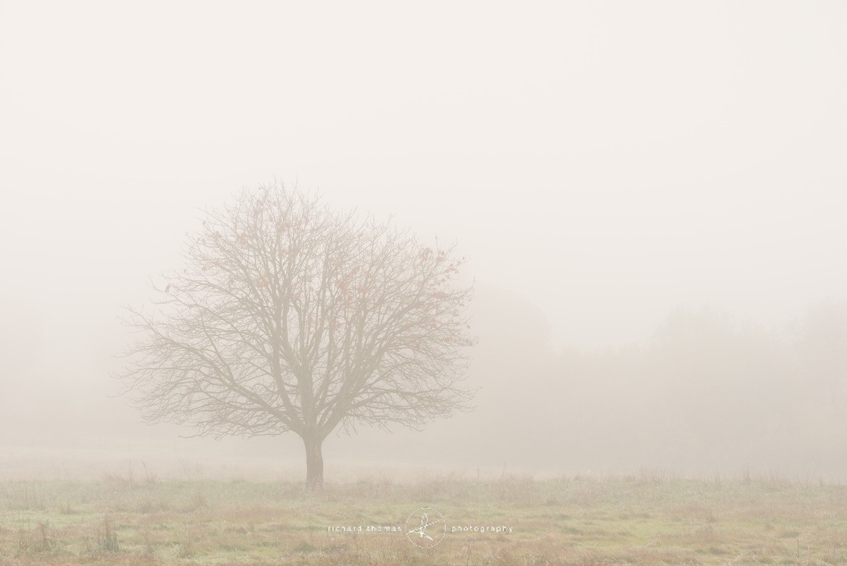 Martyr tree - The Martyr trees