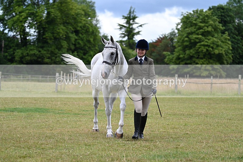 WJ7_6979 - Class 5a Most Handsome Gelding in Hand
