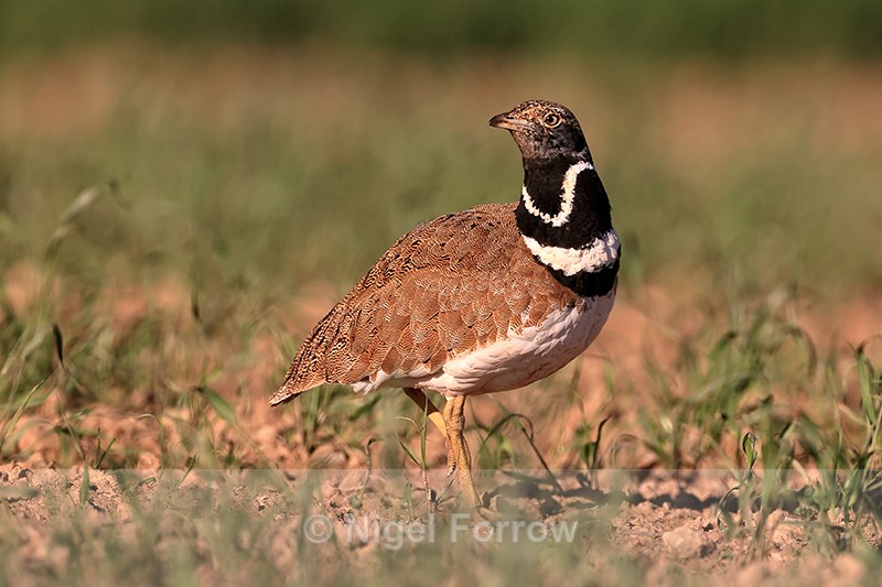 Little Bustard pauses in field, Montgai, Catalonia, Spain - Little Bustard
