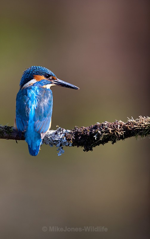 KINGFISHER no 11 - KINGFISHERS