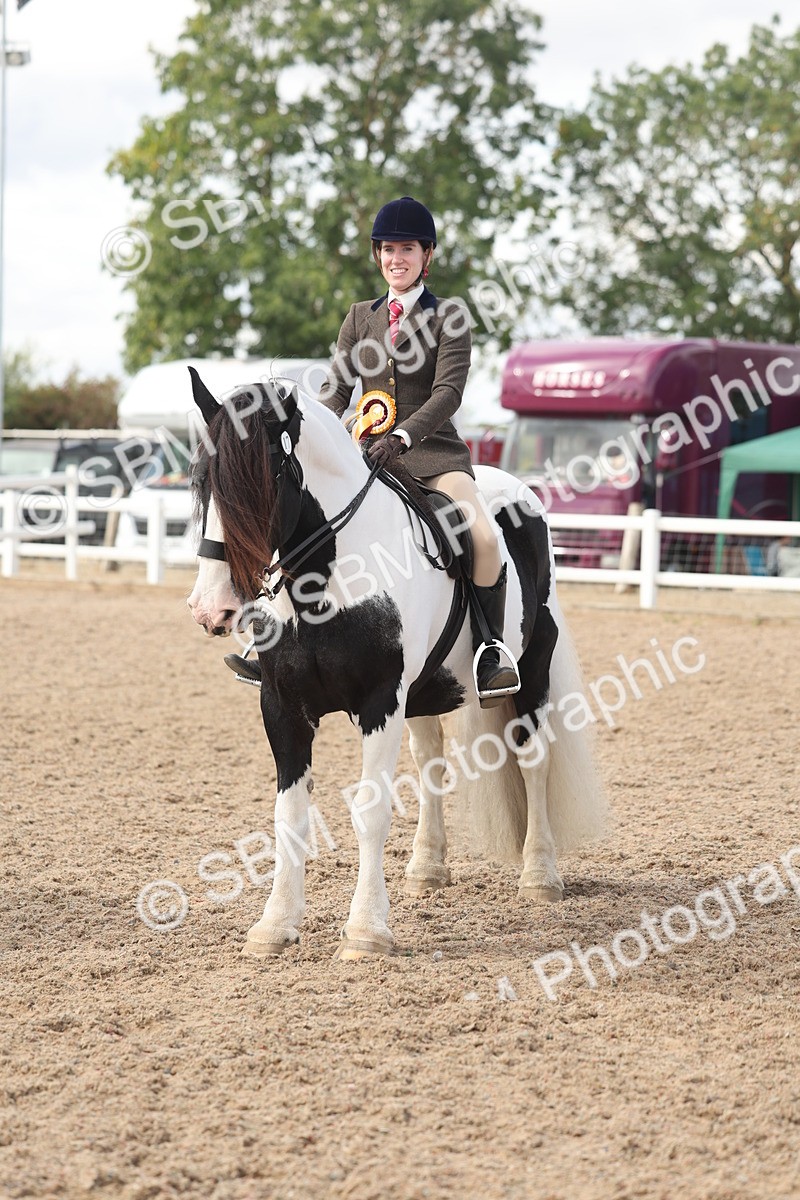 SBM_14850 - Class 308 - Ridden Coloured Horse