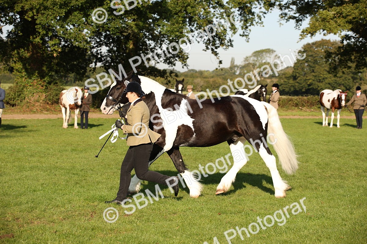 SBM_58722 - S51 - Piebald & Skewbald Horse In Hand