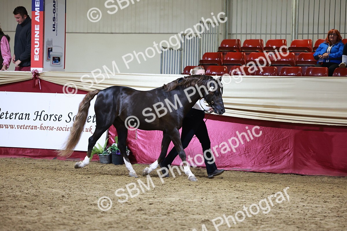 SBM_21502 - Class V - Champion of Champions