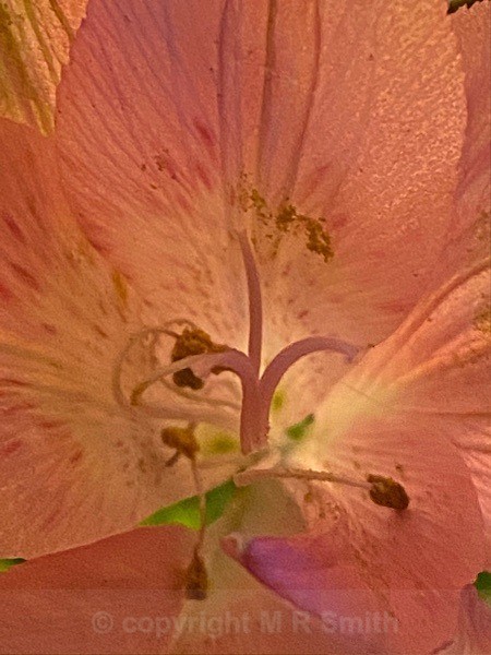 Bee's Eye View - MACRO & CLOSE UPS 2