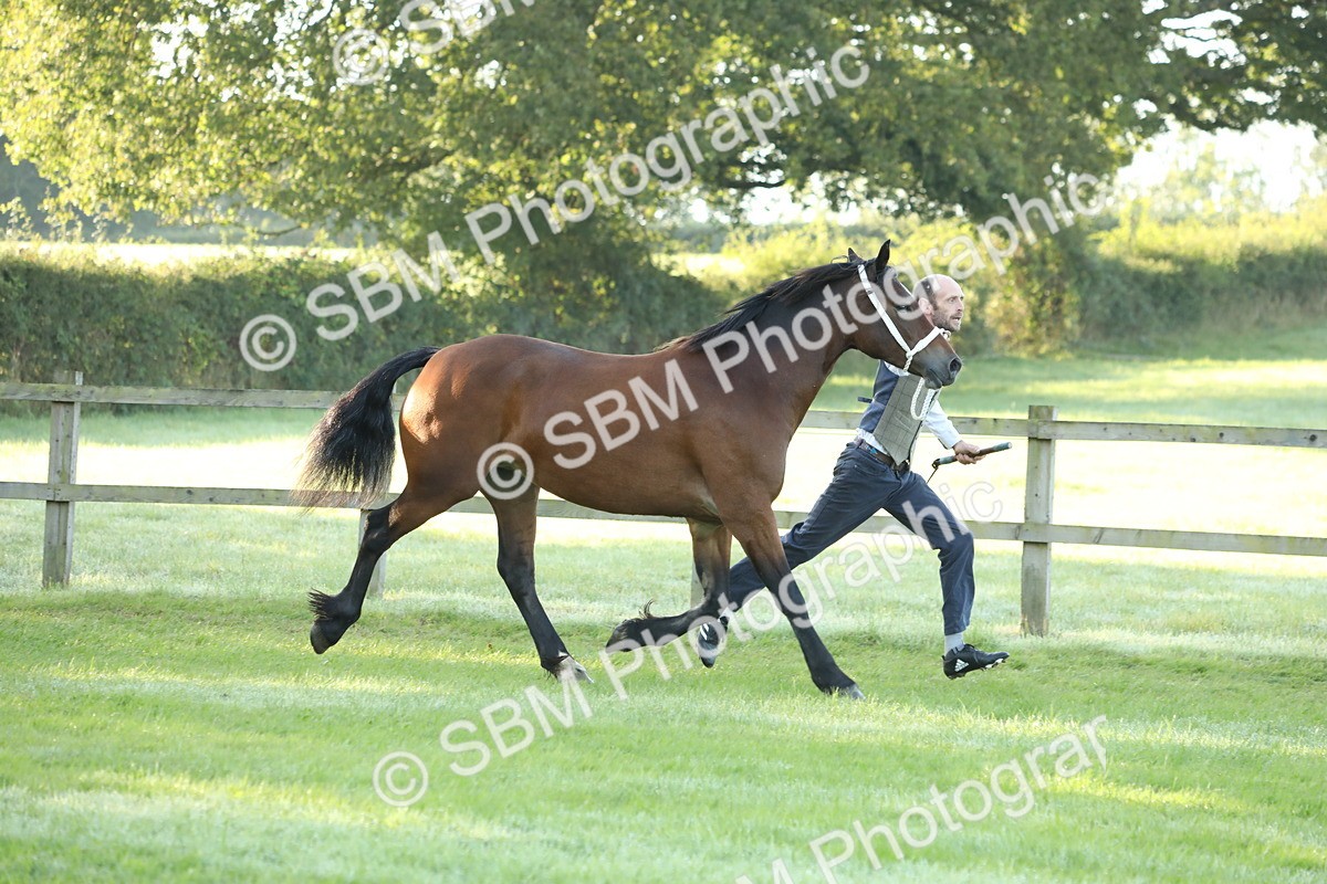 SBM_57934 - S42 - Youngstock