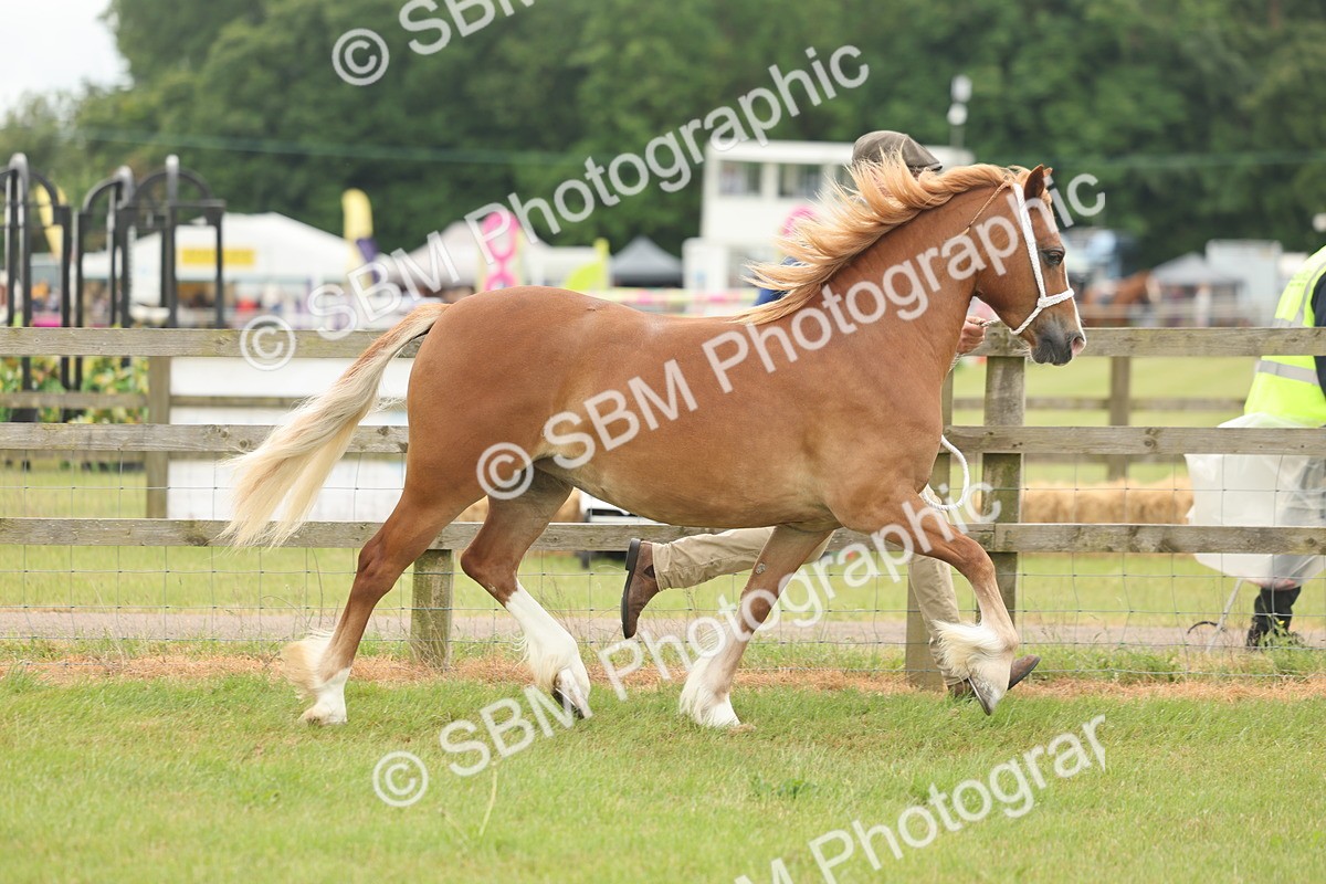 SBM_02436 - Class 50-57 - M&M Welsh Pony In Hand