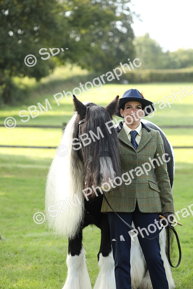 SBM_60954 - S43 - Coloured Pony In Hand