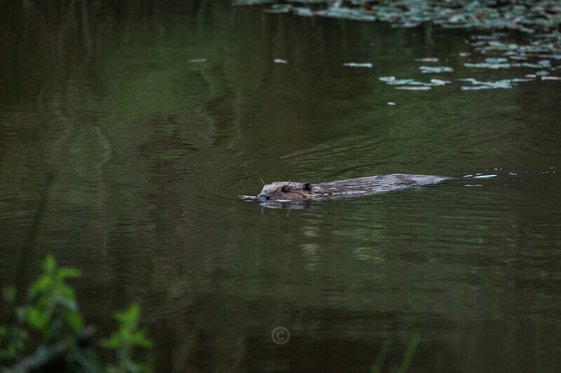 Eurasian beaver - Castor fiber - Wildlife