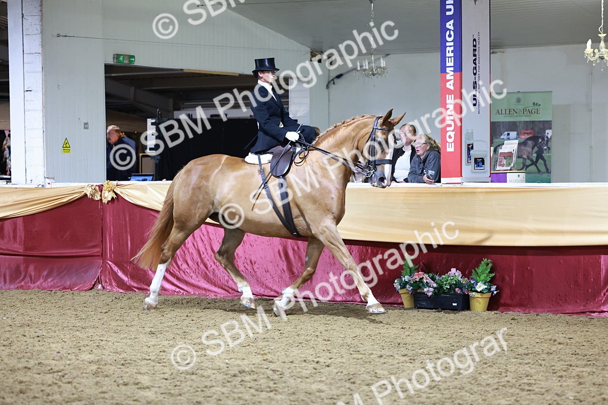 SBM_20945 - Class N - Side Saddle Champ