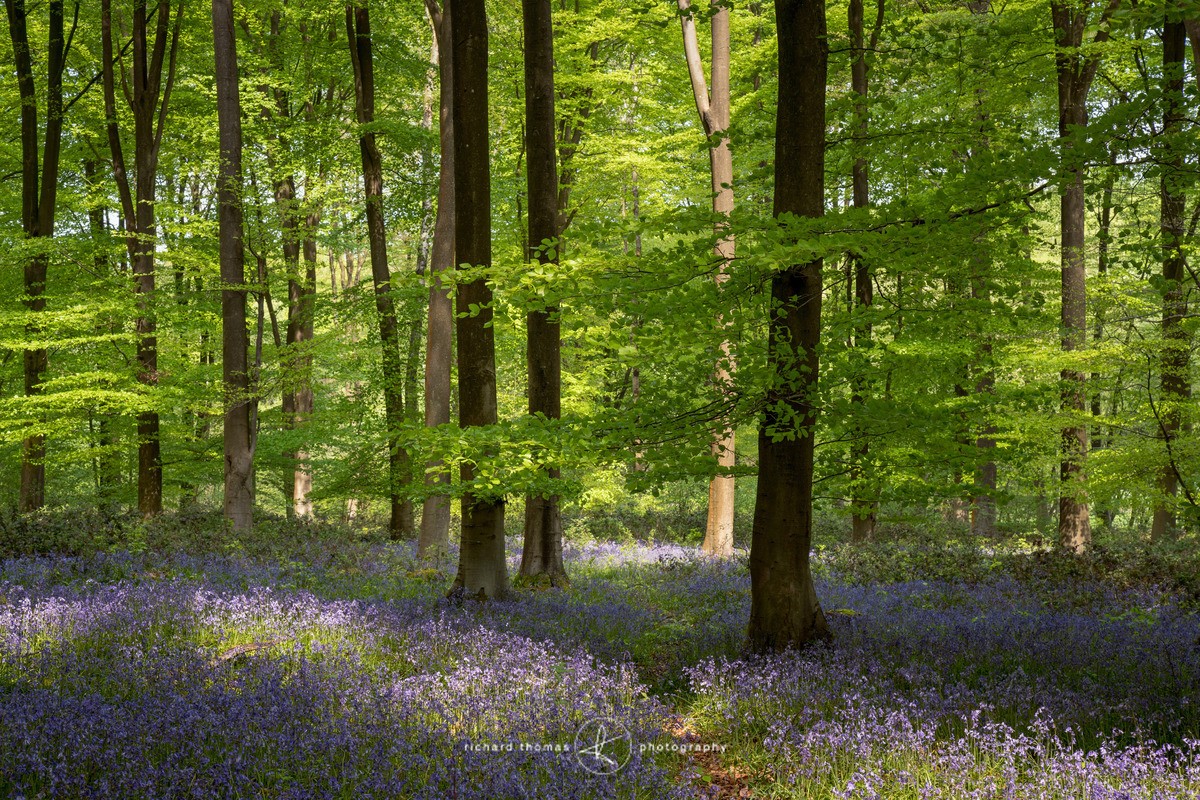 Dappled deer path. - BlueWood