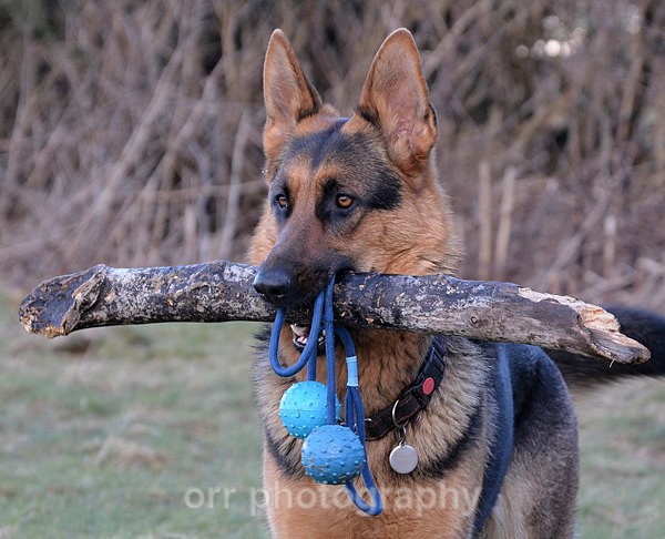 Tess - Dogs