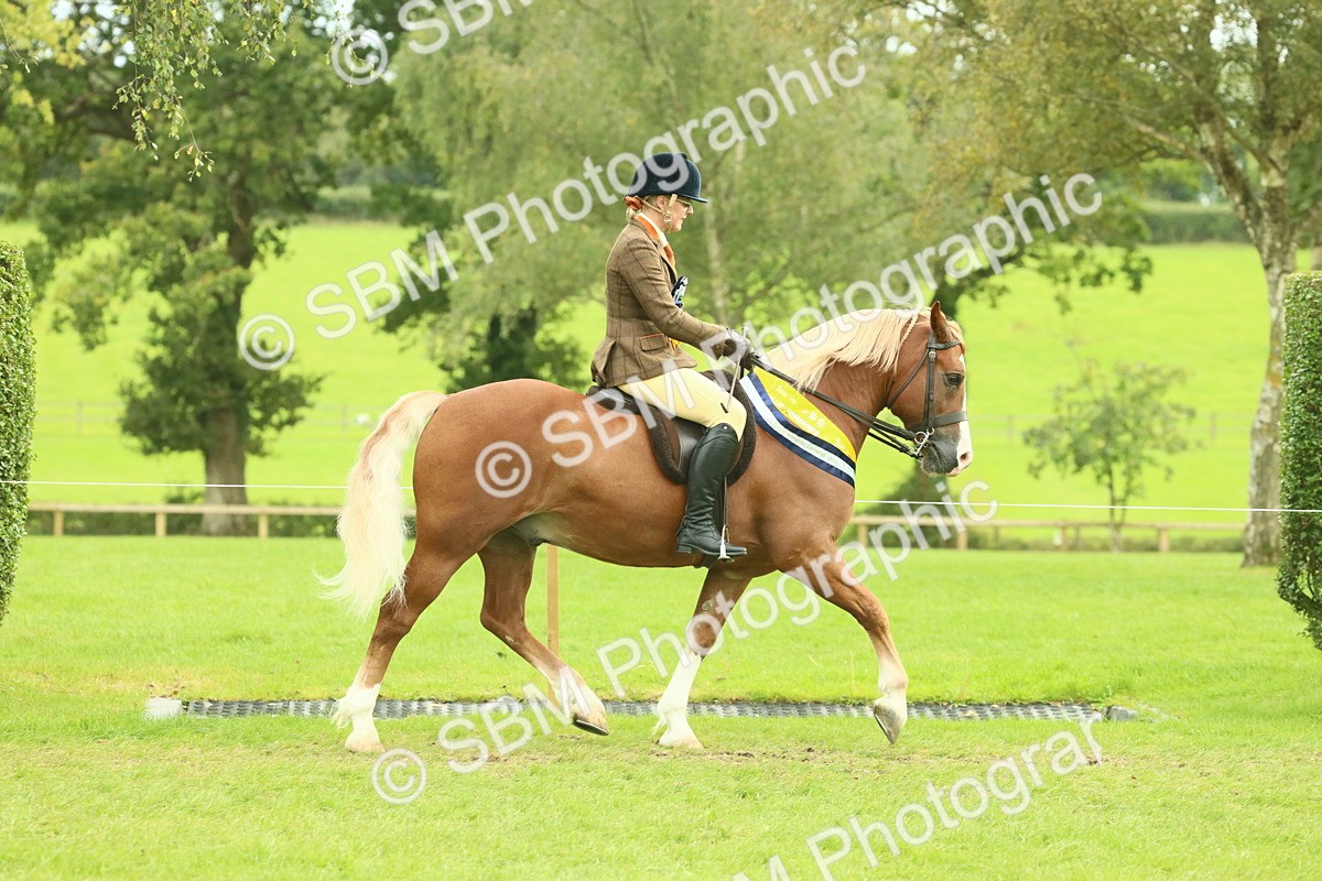 SBM_75126 - Ridden Pony Supreme Championship