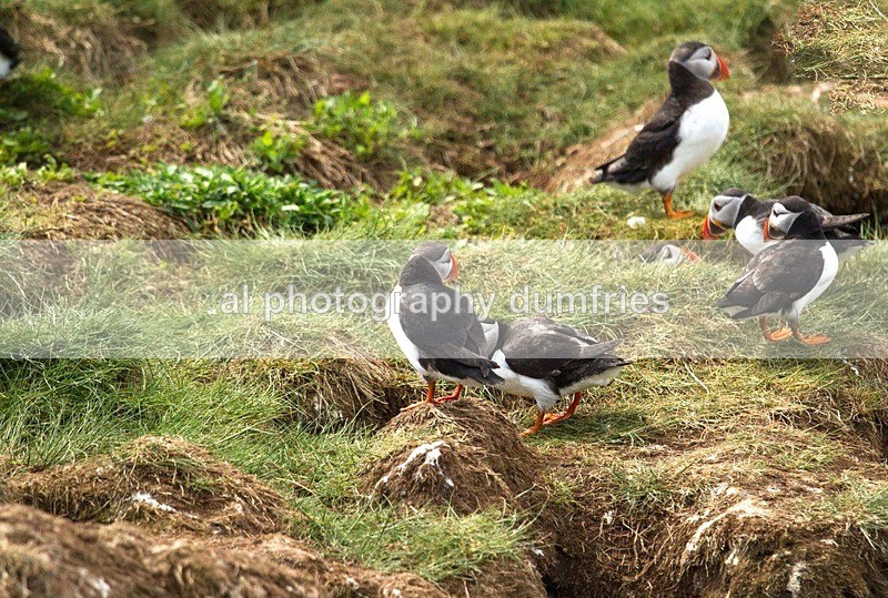 _CNP0498 - Farne Isles