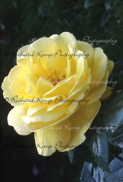 Rose H.T. 'Golden Showers' - 3 - Plants
