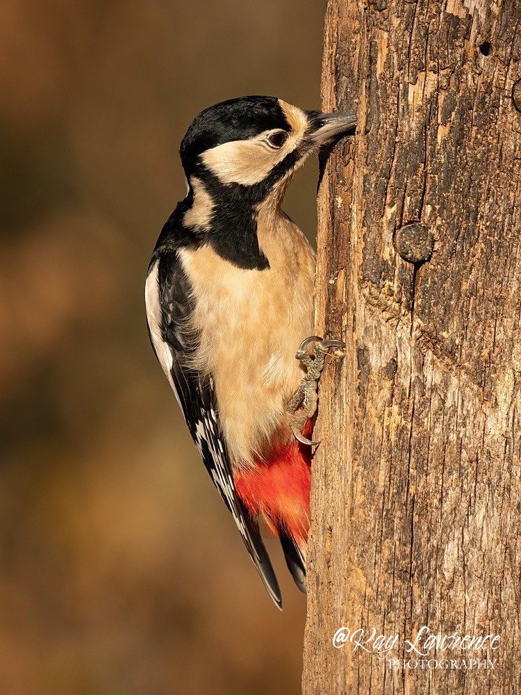 Woodland Birds_RLP190708 - Natural World