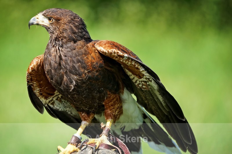 DSC04605 - Fauna