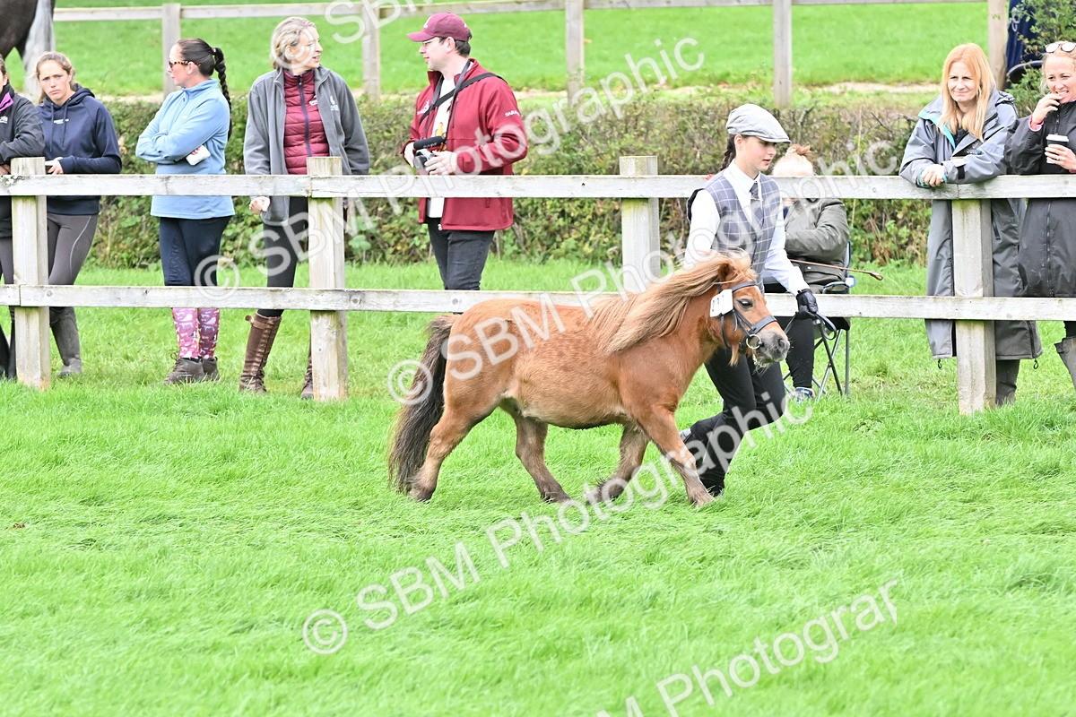 SBM_61017 - S48 - Mountain & Moorland In Hand Small Breeds