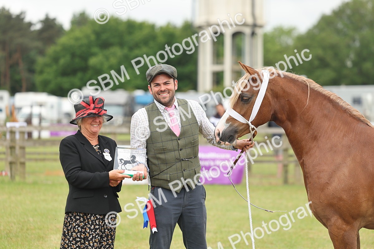 SBM_05029 - Class 50-57 - M&M Welsh Pony In Hand