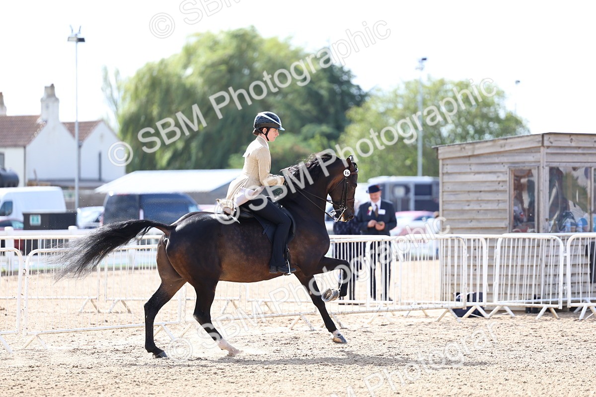 SBM_10822 - Class 305 - Ridden Foreign Breeds - Pure Bred