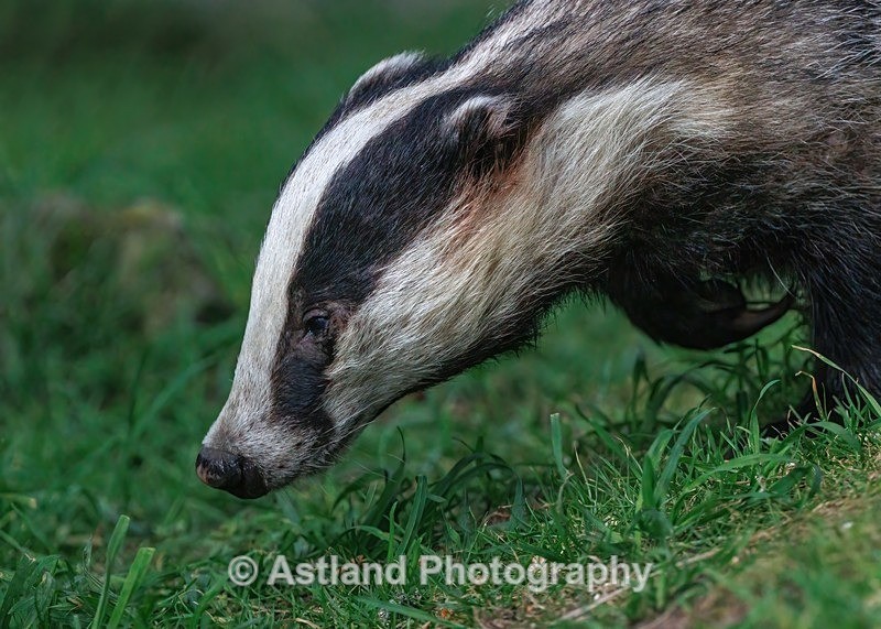 Badger - Latest Images