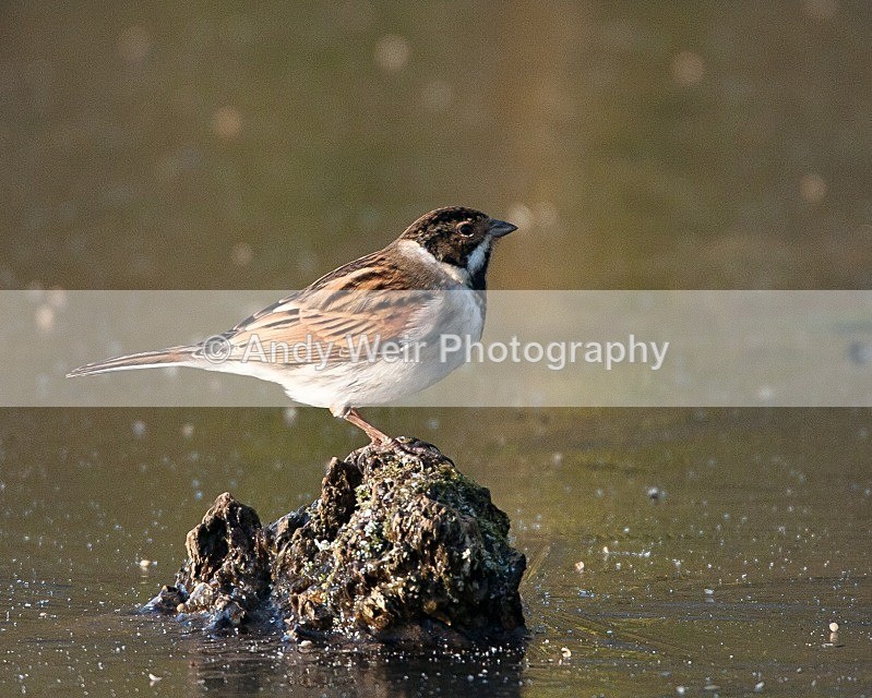 20081207-033 - Buntings