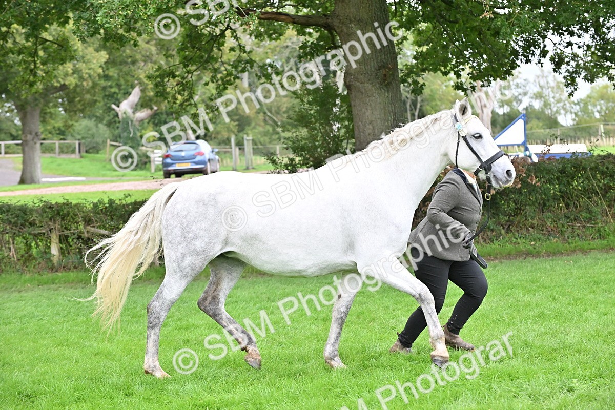 SBM_63271 - S49 - Mountain & Moorland In Hand Large Breeds