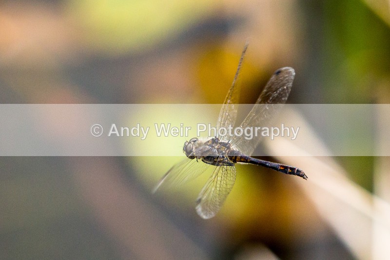 20160913-3K8A6846 - Dragonflies & Damselflies