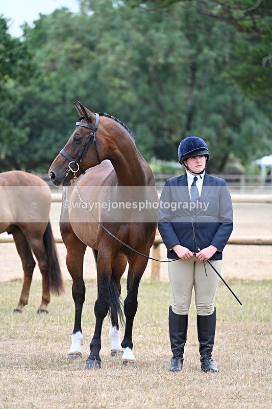 WJ7_9821 - Class 5a Most Handsome Gelding (above 14.2hh)