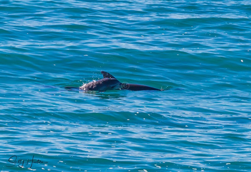 Dolphins 5