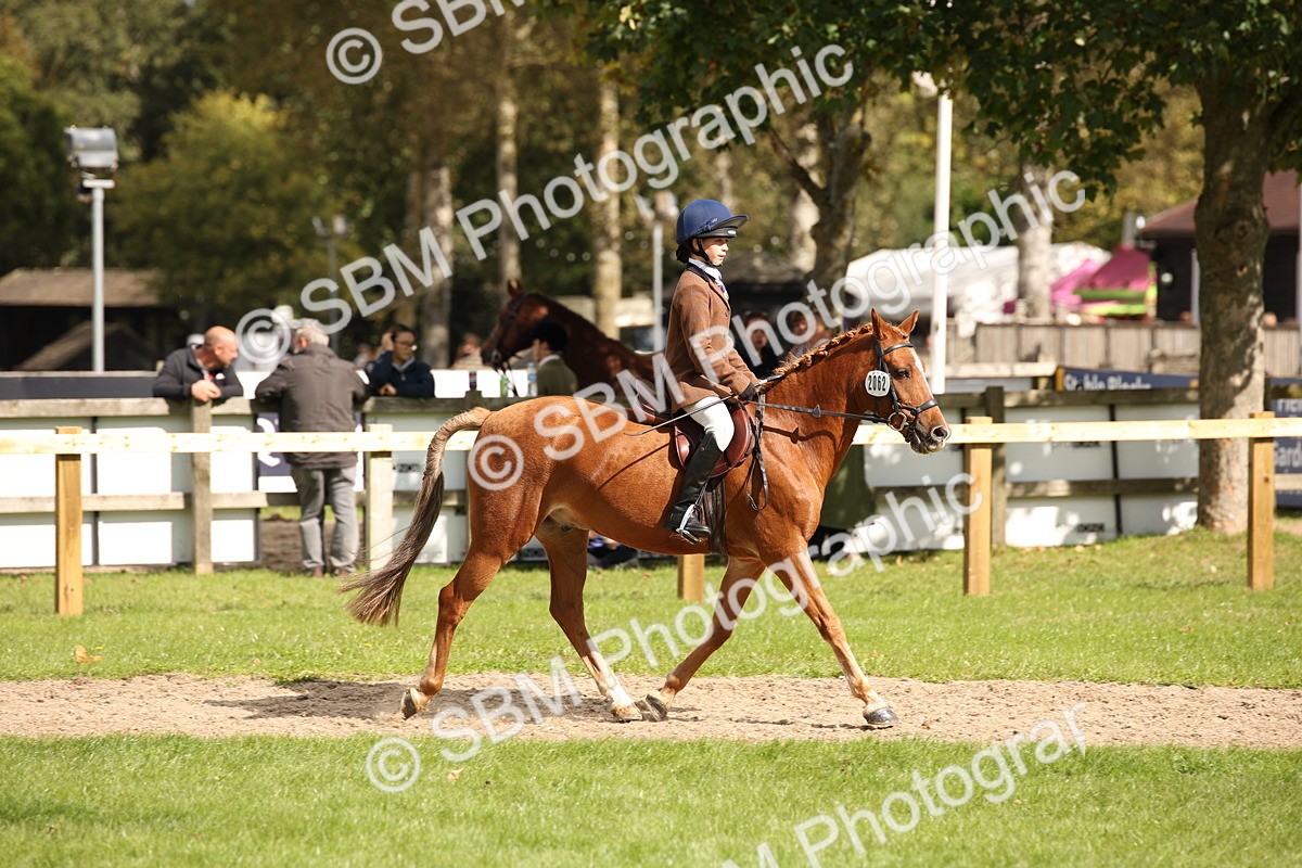 SBM_42269 - S13 - Pony Club Pony