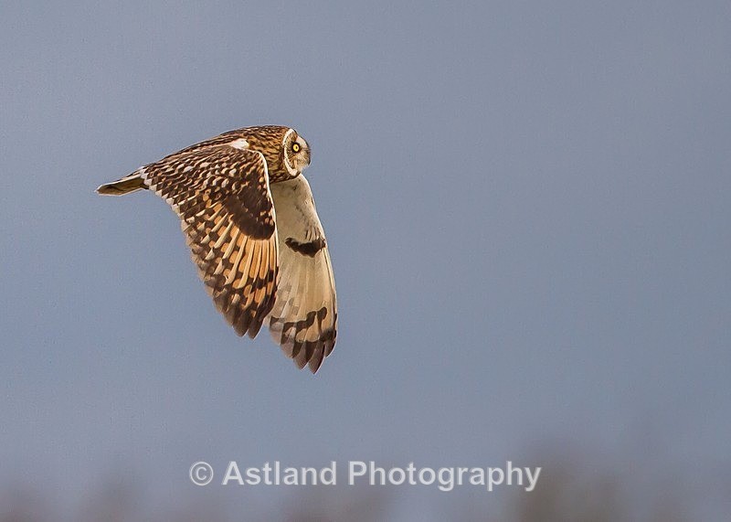 Astland Photography, Bird and Wildlife Images, Susan and Peter Wilson, U.K.