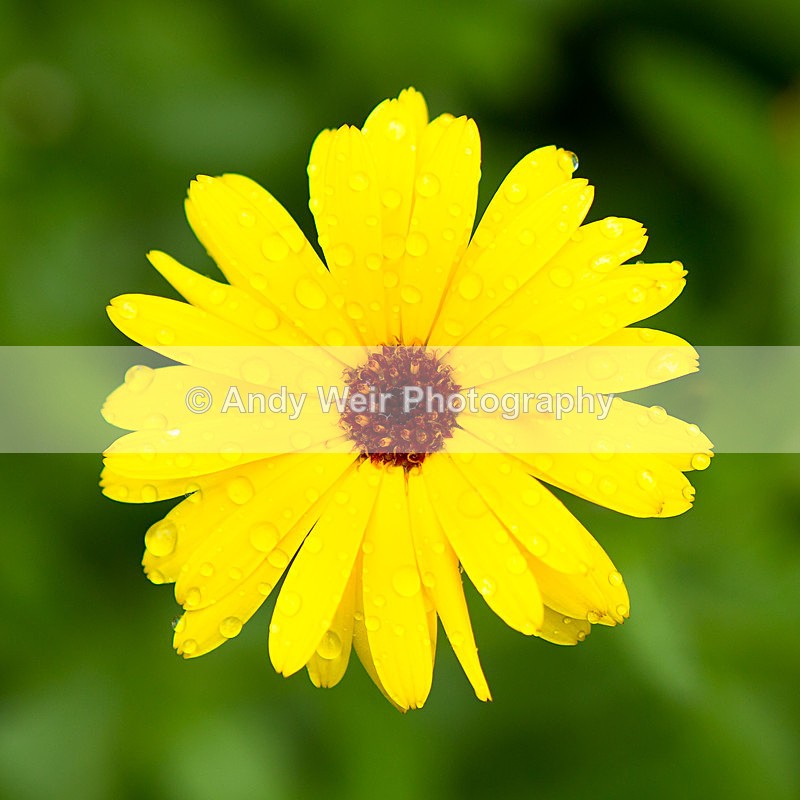 20130804-3K8A5371 - Plants & Flowers