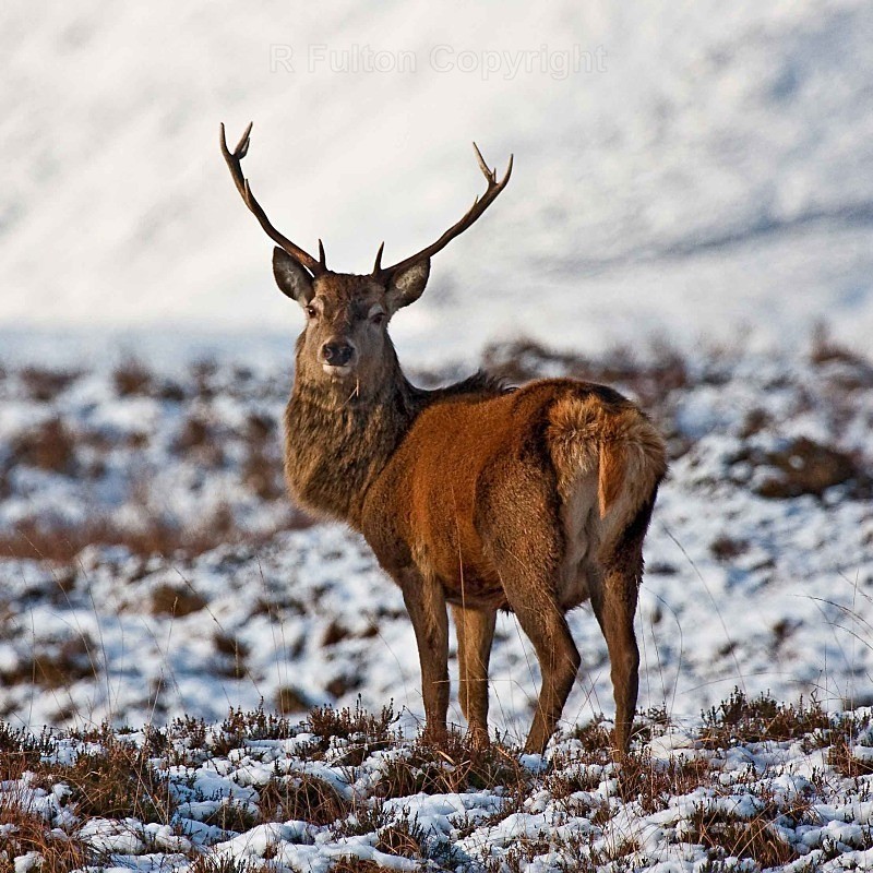 Red Deer Stag in Snow - Nature
