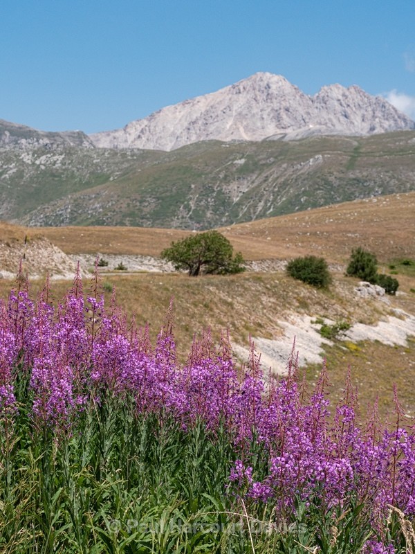 Rose-bay willowherb (Epilobium angustifolium)  - Flowers in the Landscape - 2