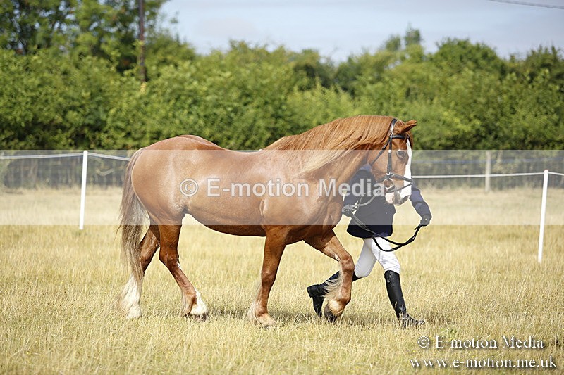 _C7A9335 - BVRC Sow 2018 Ring 2