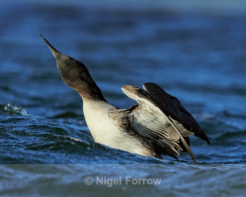 Juvenile Great Northern Diver surfaces and shakes head, Farmoor - Great Northern Diver